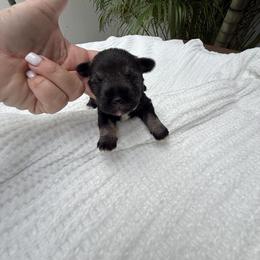 Miniature Schnauzer, Poodle, and Yorkshire Terrier Puppies from Ruby the poodle