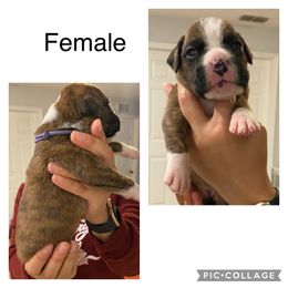 Girl 1 - Boxer puppy in Ruskin, Florida from Zambrano Boxers