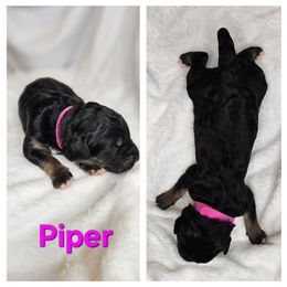 Piper - Black female Saint Berdoodle puppy in Battle Ground, Washington from Mad Hatter Farms Saint Berdoodles