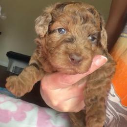 Elsa - Merle female Goldendoodle puppy in Decatur, Texas from Scherrer Sweet Goldendoodles