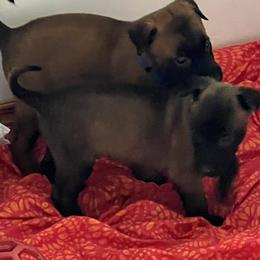 Belgian Malinois puppies from Leash of Honor LLC