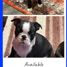 Reuben James - Seal and white male Boston Terrier puppy in Jacksonville, Florida from Trail’s End Boston Terriers