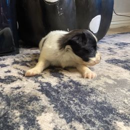 Jo - White and black male Papillon puppy in Diana, Texas from The Barking Cow Farms