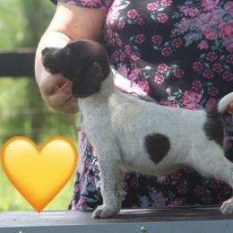 Yellow - Liver and white female German Wirehaired Pointer puppy in Reddick, Florida from Afterhours German Wirehaired Pointers and Basset Fauve de Bretagne