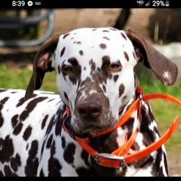 Sam - Dalmatian