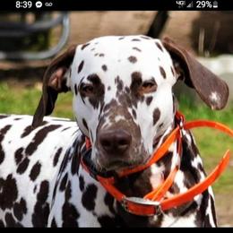 Sam - Dalmatian