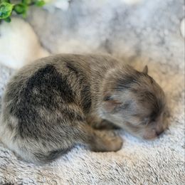 Kat - Blue merle female Pomeranian puppy in Cropwell, Alabama from Poms On The Lake