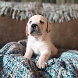 Bow - Yellow male Labrador Retriever puppy in Sweet Home, Oregon from Knotty Creek Labradors