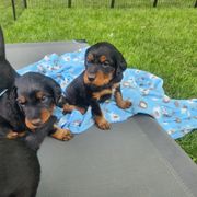 Gordon Setter Puppies from Tom McCleary