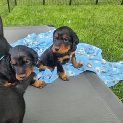 Gordon Setter Puppies from Tom McCleary