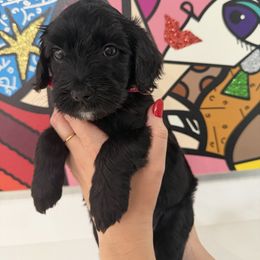 Double Doodle Puppies from Doodle lovers