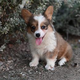 Amethyst - Sable and white female American Corgi puppy in Mariposa, California from Gem Coast Corgis