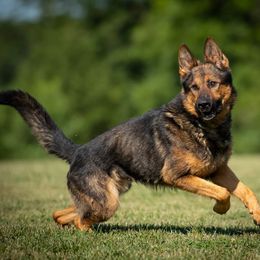 Frodo - German Shepherd