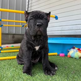 4th Pick MALE - male Cane Corso puppy in Crossville, Tennessee from CANE CORSO DI DROGHEDA