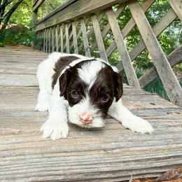 Tommi - Chocolate male Australian Labradoodle puppy in Wamego, Kansas from Doodles of Oz