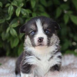 Boy 1 - Black and tan male Pembroke Welsh Corgi puppy in Caliente, California from Rafter Cross 7