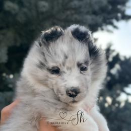 Ella - Blue merle and white female Shetland Sheepdog puppy in Windsor, Colorado from Shirehill Shelties
