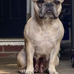 Millie - French Bulldog