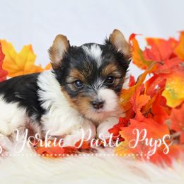 Xander - Parti Yorkshire Terrier puppy in Austin, Arkansas from Cup's Yorkie Parti Pups