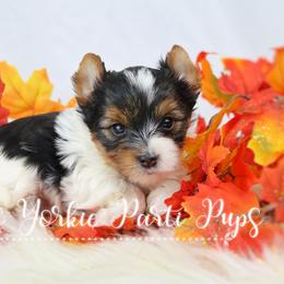 Xander - Parti Yorkshire Terrier puppy in Austin, Arkansas from Cup's Yorkie Parti Pups