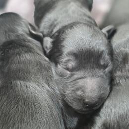 Male 5 - Black male Giant Schnauzer puppy in Mcneal, Arizona from Olympian Giant Schnauzers and Westie’s!