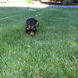 Girl 1 - Black and tan female Dachshund puppy in Craig, Colorado from Rocky Mountain Shih Tzus and Dry Creek Miniature Dachshunds