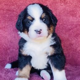 Gray Collar Girl - Black rust and white female Bernese Mountain Dog puppy in Bristol, Tennessee from Holston Hollow Farm