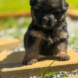 4 - Black male German Shepherd puppy in Pickens, South Carolina from Von Maqqedah Haus German Shepherds