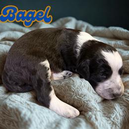 Bagel - Black and white male Aussiedoodle puppy in Ellenburg Center, New York from Kristin's Puppies