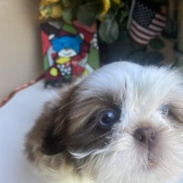 Boy 3 Little Vinny - Liver and white male Shih Tzu puppy in Troy, Michigan from "Shihtzu Best Friend"