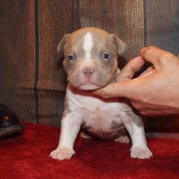 Ariat - Lilac tri-color male American Bully puppy in Orlinda, Tennessee from SimplyBullies