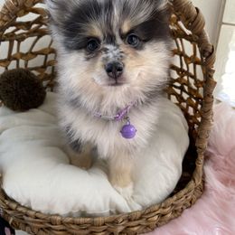 Pomeranian, Pomsky, and Siberian Husky Puppies from Pine & Sea Poms and Pomskies
