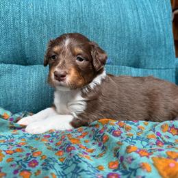 Golden (blue) - Red tri-color female Aussiedoodle puppy in Watertown, Wisconsin from Little Bear Paws Aussiedoodles