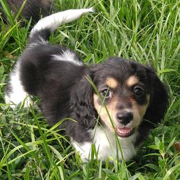 Dachshund Puppies from Cameo Dachshunds