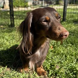 Milo (GUARDIAN) - Chocolate and tan male Dachshund puppy in Cherry Valley, California from Sugar and Spice Dachshunds