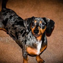 Evie - Dachshund