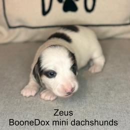 Boy 2 - Blue and tan male Dachshund puppy in Lexington, Oklahoma from Terry's Dachshunds (BooneDox Mini Dachshunds)