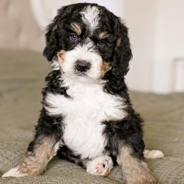 Canyon - Tri-color male Bernedoodle puppy in Tucson, Arizona from Sun Valley Goldendoodles