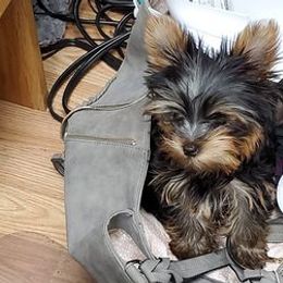 Yorkshire Terriers from Dana's Yorkies