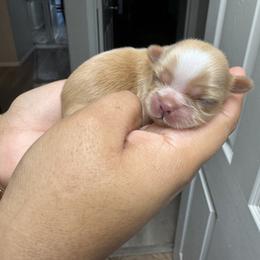 Boy 1 - Gold and white male Shorkie puppy in San Tan Valley, Arizona from Great Mates