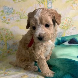 Girl 1 - Apricot female Maltipoo puppy in Clover, South Carolina from Cudi’s Buddies