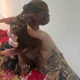 Suki - Chocolate and tan female Dachshund puppy in Converse, Texas from JP's South Texas Dachshunds
