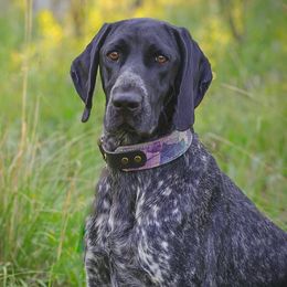 German Shorthaired Pointers from Sweet Life Kennels