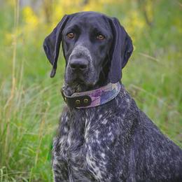 German Shorthaired Pointers from Sweet Life Kennels