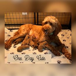 Bernedoodle and Goldendoodle Puppies from I Dream of Doodles
