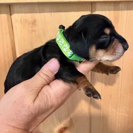 AKC boy 3 green - Black and tan male Dachshund puppy in Grand Valley, Pennsylvania from Dachshunds on the Hill
