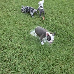 Liberty - Blue female Companion Cross puppy in Fort Smith, Arkansas from Blue Elite Boston Terriers Frenchies & Frenchtons