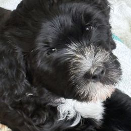 Portuguese Water Dog Puppies from Sunnybay Portuguese Water Dogs