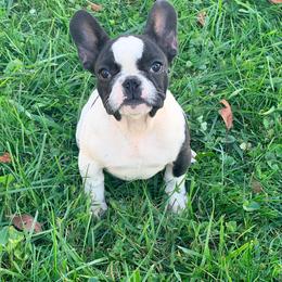 Strawberry - Brindle and white female French Bulldog puppy in Washington, Pennsylvania from Crooked Pine French Bulldogs