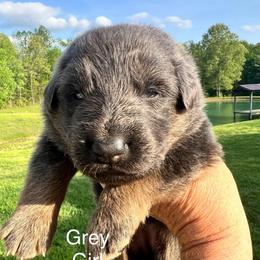 Grey - Black and tan female German Shepherd puppy in Grand Rivers, Kentucky from Von Frieden German Shepherds LLC